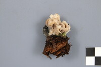 Clavulina coralloides image